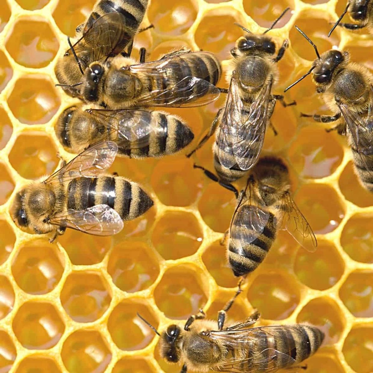 honey bees on comb