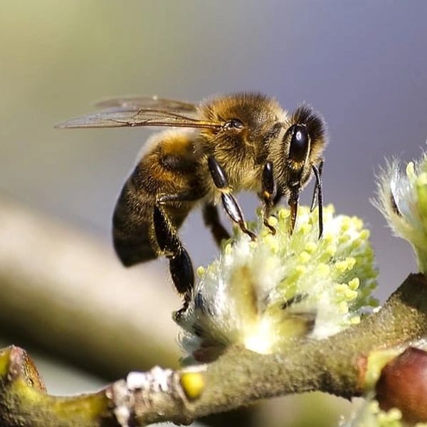 honey bee pollination