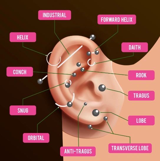 Ear and Nose Piercing Chart A Visual Guide of what to expect