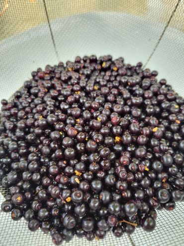 Black elderberries, Sambucus Nigra spp canadensis.