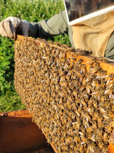 Honey bees are given a new home at the farm.