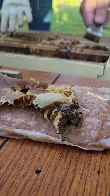 Preparing the first honey bee hive.