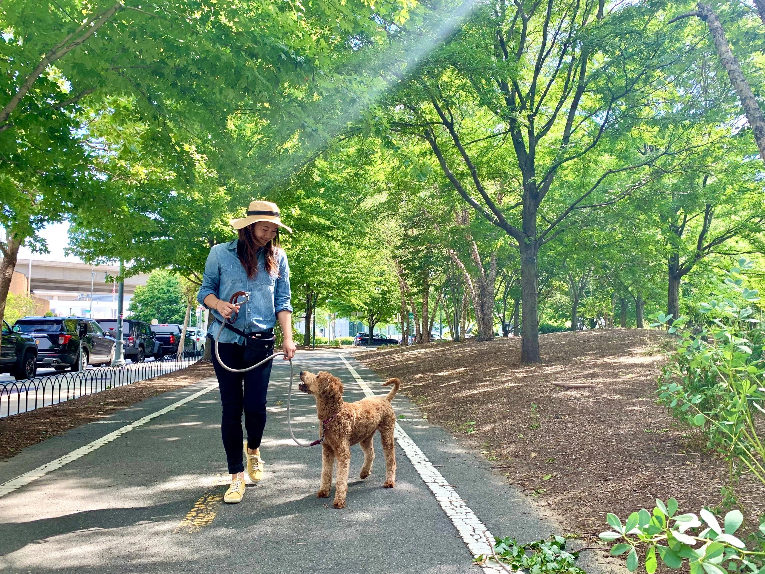 True Fit Dog Training Dog Trainer Arlington, Massachusetts