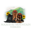 HCheck out Majestic Mountain Yorkies