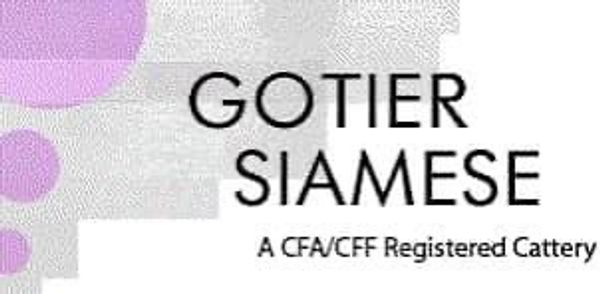 Gotier Siamese