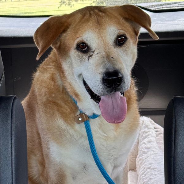 This Ole Dog Rescue