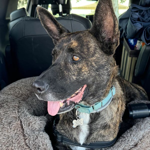 This Ole Dog Rescue