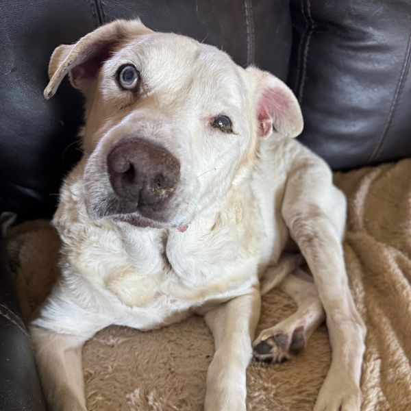 This Ole Dog Rescue