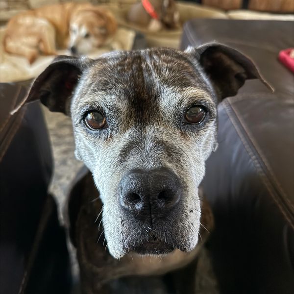 This Ole Dog Rescue