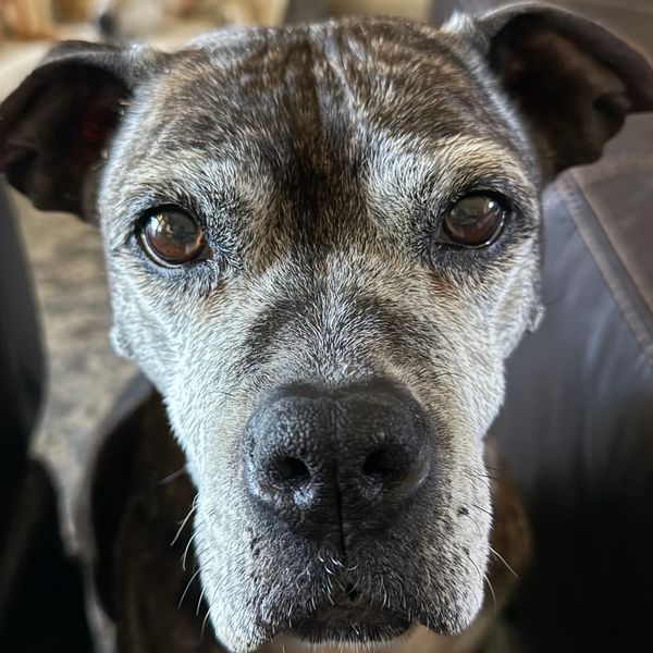 This Ole Dog Rescue 