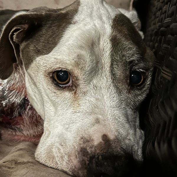 This Ole Dog Rescue