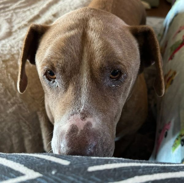 This Ole Dog Rescue