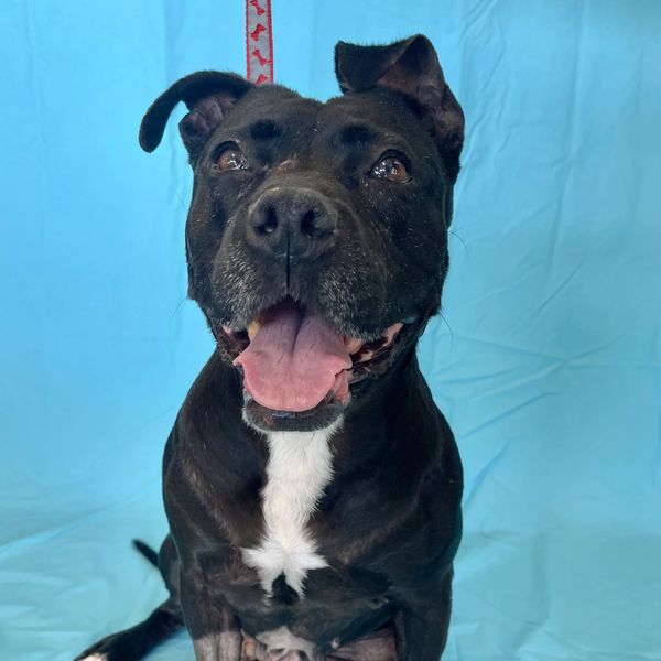 This Ole Dog Rescue