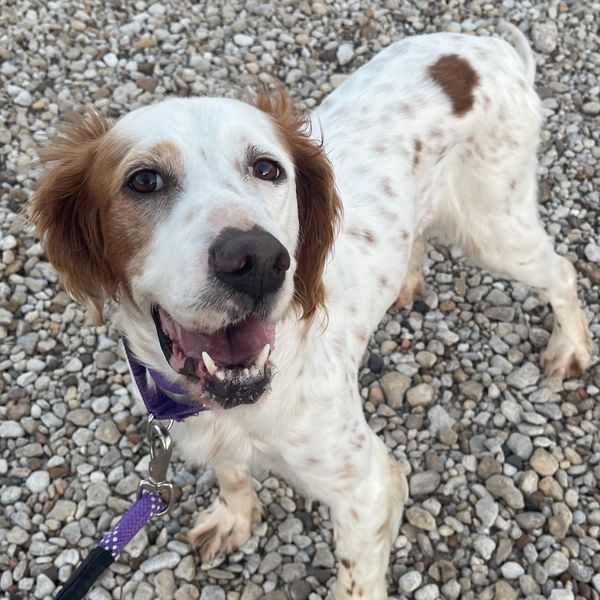 This Ole Dog Rescue
