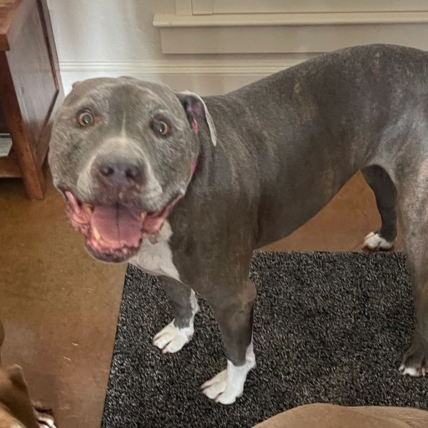 This Ole Dog Rescue