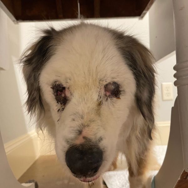This Ole Dog Rescue