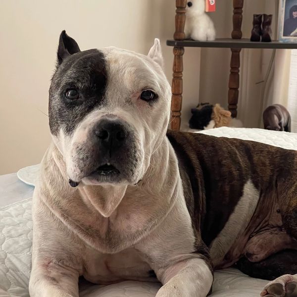 This Ole Dog Rescue