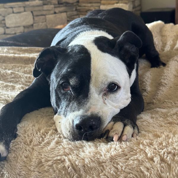 This Ole Dog Rescue