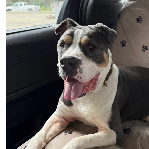This Ole Dog Rescue