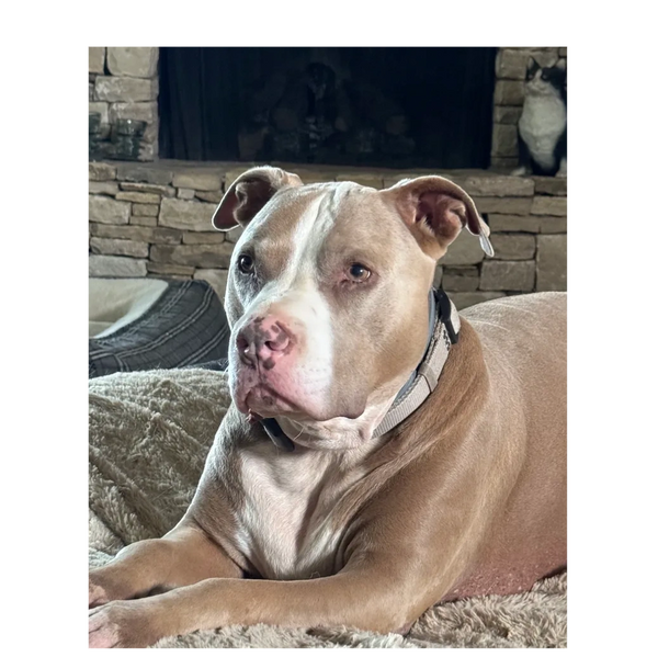 This Ole Dog Rescue