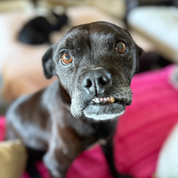 This Ole Dog Rescue