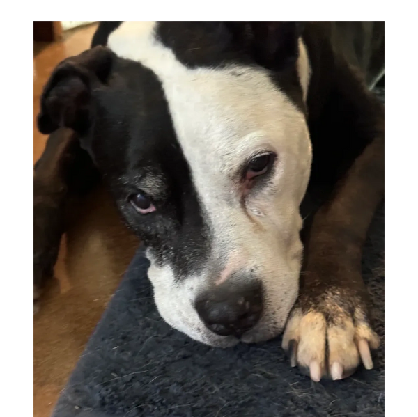 This Ole Dog Rescue