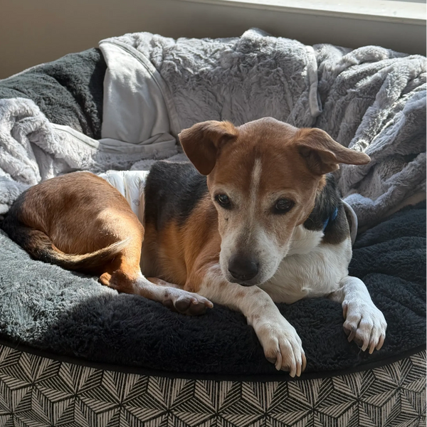 This Ole Dog Rescue