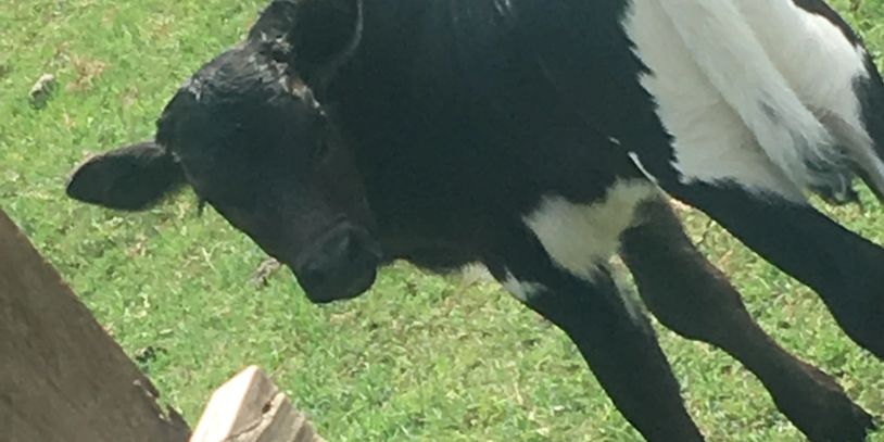 Calf born 6/18 by Paprika