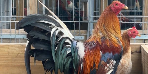 A vibrant rooster with colorful feathers in an enclosure.