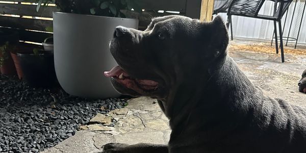 Black dog lying on stone floor near plants.