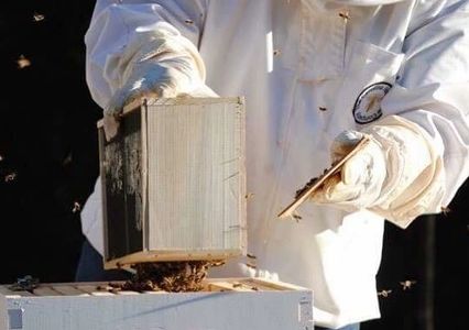 package bee install