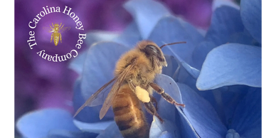 bee on purple flower