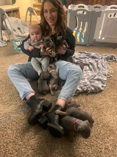 ST. LOUIS, MISSOURI – ETHICAL BREEDER FOR FRENCH BULLDOGS