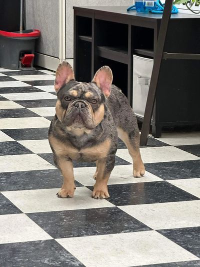 Welcome to Dama Hill Frenchies, Your Trusted Breeder in Cincinnati, Ohio!