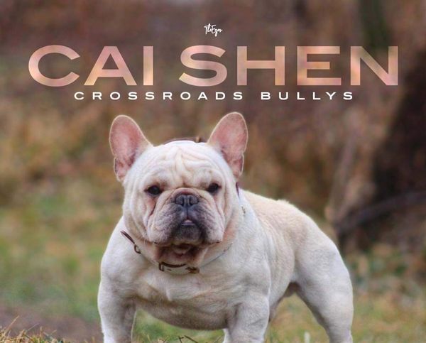 french bulldog puppies, frenchies fluffies, frenchie puppies for adoption, frenchie puppies for sale
