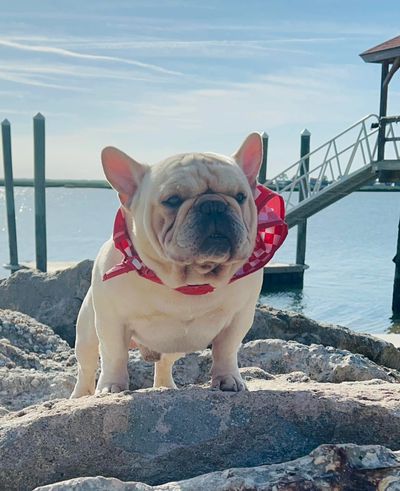 French Bulldog Puppies in Chicago, Illinois