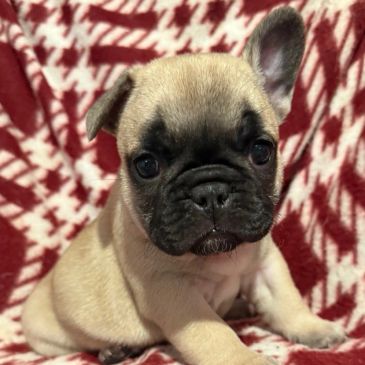 Saginaw Michigan French bulldog puppies
