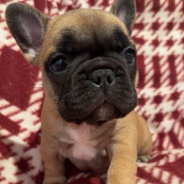 Saginaw Michigan French bulldog puppies