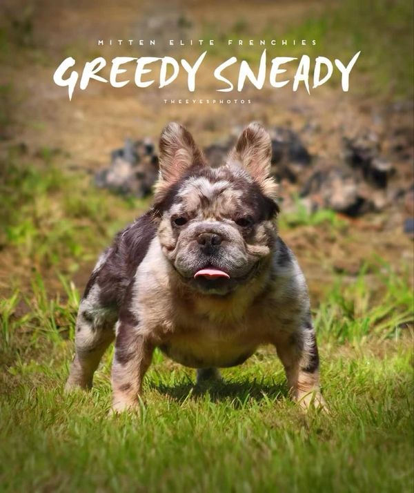 french bulldog puppies, frenchies fluffies, frenchie puppies for adoption, frenchie puppies for sale