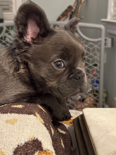Dama Hill Frenchies – Trusted, Experienced Frenchie Breeders - Kansas City, Missouri