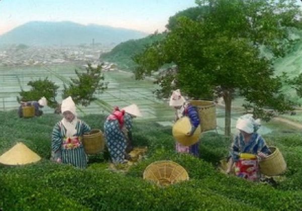 Women harvesting tea leaves on a hillside in traditional attire.
