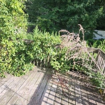 Overgrown wooden deck with lush green plants and dry branches.