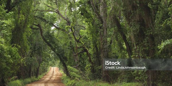 A dirt road winding through a dense, green forest.