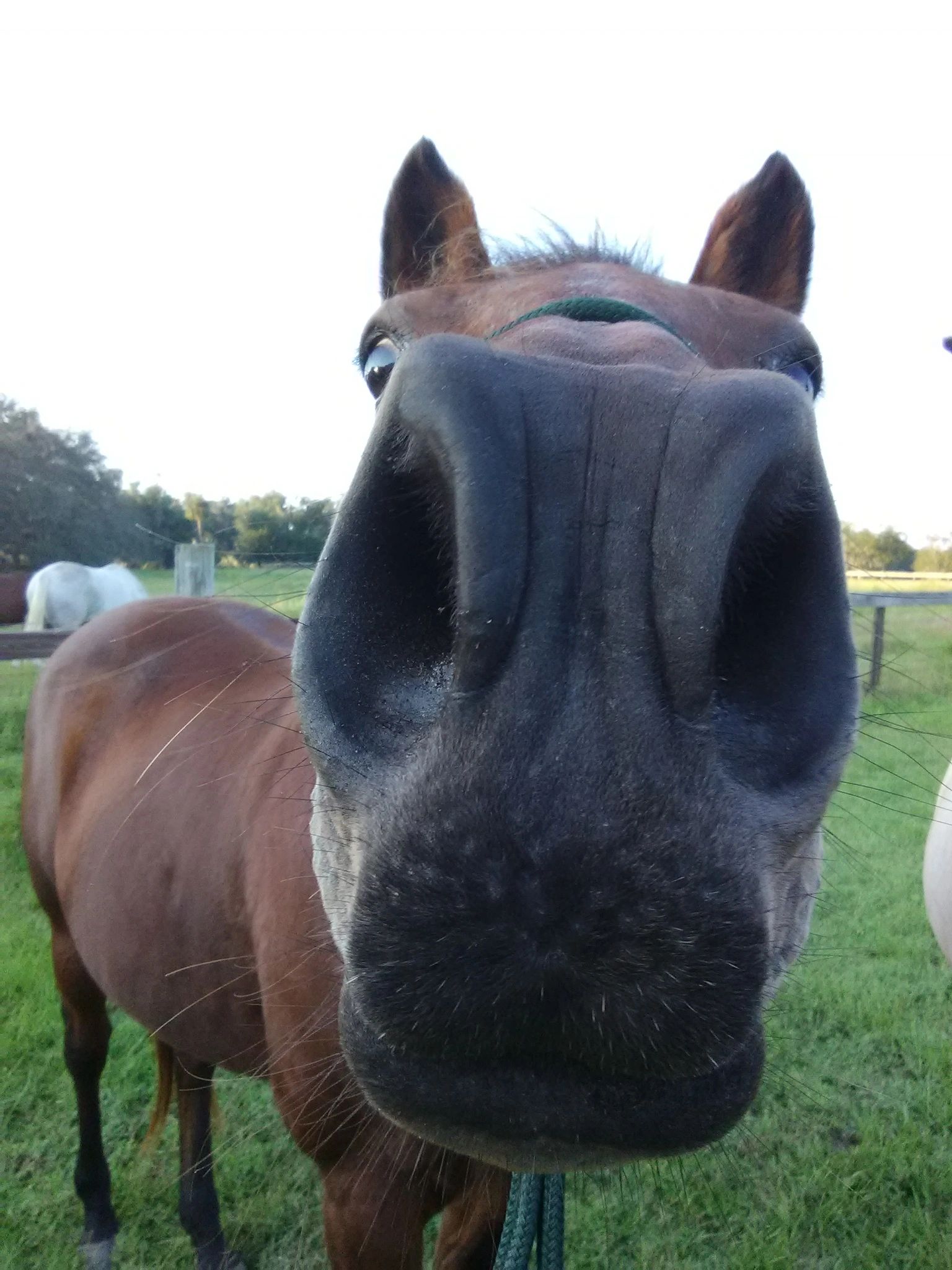 Veterinarian Ocala area mobile farm veterinarian