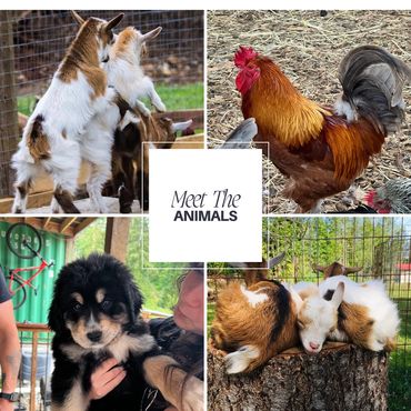 Farm collage of goats, rooster, and animals at Little Waters Family Farm.