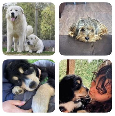 Livestock guardian dogs and our wee little Bug on the farm.