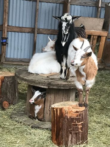 Nigerian Dwarf goats resting and playing on wooden stumps in the barn.