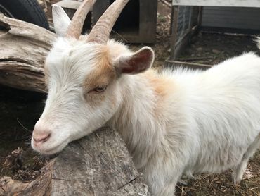White goat (Vodka) with horns resting her head against a log.