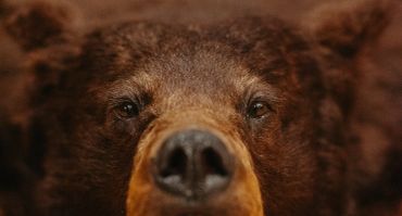 Close-up of a bear's face.