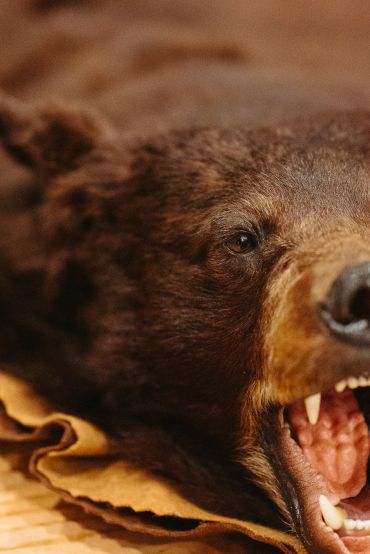 Close-up of a roaring bear's face.